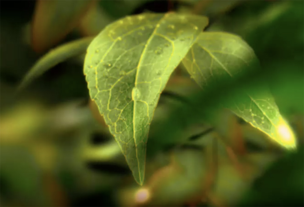 Palm tree enterprise promotional video